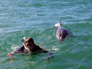 'Experts" "Don't approach the dolphin" -yeah right!